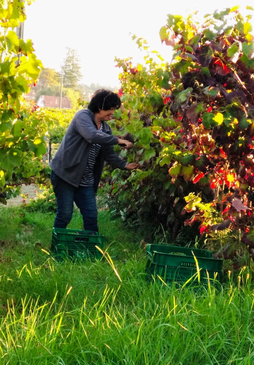Constantina Sotelo realizando la vendimia manual en su viñedo de Espadeiro, situado en el paraje "A mIna" de Cambados
